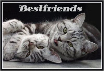 bestfriends